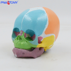 1:1 màu mô hình hộp sọ trẻ sơ sinh nhận dạng kỹ thuật số xương phía trước, fontanelles, hỗ trợ giảng dạy giải phẫu bắt buộc hiển thị y tế - Product Image 2