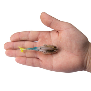 <span class=keywords><strong>Parker</strong></span> Temptation Bass Master Deep Running Paddle Tail Lead.fixture Leurre Appât de natation Appât de pêche en silicone souple Utilisation en rivière - Product Image 5