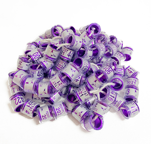 WQ 2022 Nuovo Arrivo Spagna Anelli di Piccione Per Il Giorno Vecchio Bianco Leghorn Pulcino// - Product Image 2