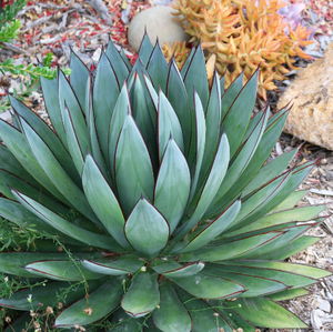 Extracto de <span class=keywords><strong>Agave</strong></span> en Polvo al por Mayor de Alta Calidad, Extracto de Hoja de <span class=keywords><strong>Agave</strong></span> en Polvo - Product Image 3