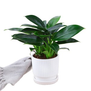 Plante verte à grandes feuilles, Pothos doré, Aglaonema, succulentes <span class=keywords><strong>en</strong></span> <span class=keywords><strong>pot</strong></span>, intérieur, simplicité moderne américaine, hydroponique, purificateur d'air efficace - Product Image 5