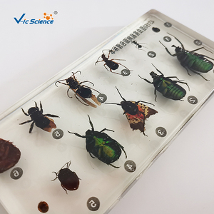Especímen de Insecto Encapsulado en Resina, Estructura Corporal Completa de <span class=keywords><strong>Insecta</strong></span> para la Enseñanza y Observación de Biología, CE/ISO/ROHS/CNAS - Product Image 1