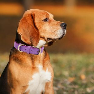 Weich gepolstertes Hunde halsband aus Leder Atmungsaktiv Verstellbares wasserdichtes taktisches Haustier halsband mit Metalls chnalle für kleine mittelgroße Hunde - Product Image 3