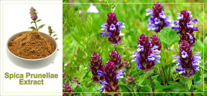 Extracto de Prunella Vulgaris 10:1, Soluble en Agua, Elimina el Calor y Desintoxica, Ingrediente de Suplemento para la Salud - Product Image 2