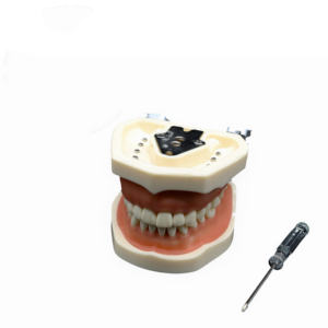 Medisch Onderwijs Tandheelkundig Model 32 Tand Siliconen Anatomisch Model Voor Training Oraal Model Met Afneembare Demonstratie - Product Image 1