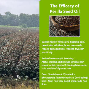 Atacado Bulk <span class=keywords><strong>Natural</strong></span> Organic <span class=keywords><strong>Perilla</strong></span> Seed Oil Food Grade <span class=keywords><strong>Perilla</strong></span> Seed Essential Oil Nutre o cabelo e fortalece as raízes - Product Image 5