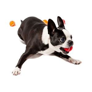 Jouets de tennis durables pour animaux de compagnie, cadeau pour animaux, logo personnalisé, balles de tennis couineuses pour chiens pour l'entraînement - Product Image 1