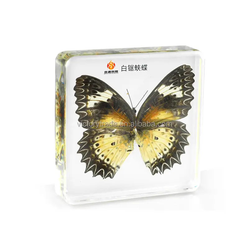 V-HD004 Gros réel papillon haute perméabilité résine spécimen de Léopard Chrysopes papillon spécimen