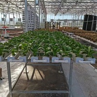 Système hydroponique de serre de type horizontal, canal PVC NFT pour la culture de légumes-feuilles