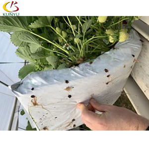 Cocopeat <span class=keywords><strong>gouttière</strong></span> de fraises en pleine croissance culture <span class=keywords><strong>gouttière</strong></span> - Product Image 5