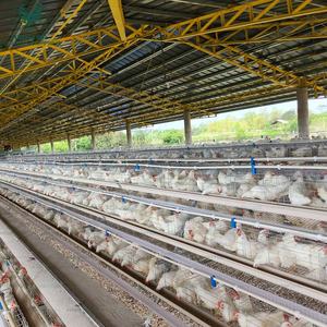 Fabrika fiyat tam otomatik tavuk kafesi 10000 kuşlar katmanlı tavuk çiftlik tavuk satılık yumurta kafesi döşeme - Product Image 1