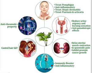 Экстракт пальмы сереноа (Сав-Палмито) с содержанием жирных кислот 25% и 45%, соотношение 10:1, по стандарту качества ЕС, прямые поставки с завода - Product Image 6