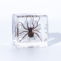 Cube en cristal époxyde de résine 4*4*4cm vraie araignée avec le vrai insecte de Web dans la résine de spécimen de résine bloque des ressources pédagogiques de presse-papiers