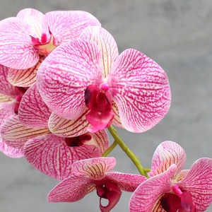 2024 gran oferta Flor <span class=keywords><strong>de</strong></span> orquídeas <span class=keywords><strong>de</strong></span> imitación para centros <span class=keywords><strong>de</strong></span> mesa <span class=keywords><strong>de</strong></span> boda <span class=keywords><strong>seda</strong></span> Artificial tacto Real mariposa orquídea <span class=keywords><strong>polilla</strong></span> - Product Image 6