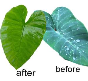 Landwirtschaft liches chemisches Hilfsmittel Silikon tensid, das einen dünnen Film auf der Pflanzen blatt oberfläche bildet - Product Image 3