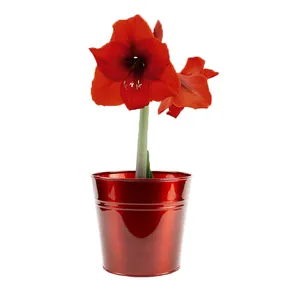 Bright Red Tulip Seedling Galvanized Planting Cup Flower Pot Metal Tin Pot Small Bucket