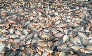 <span class=keywords><strong>Poisson</strong></span> <span class=keywords><strong>Pacu</strong></span> rouge congelé de bonne qualité de nouvelle saison - Product Image 3