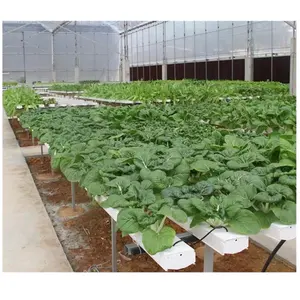 Máquinas agrícolas Equipamento NFT System Tubos PVC Aquaponic Farm Hydroponic Growing System Vertical