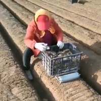 Neuer Ingwer-Pflanzroller, handgeführter Ingwersaat-Transportwagen, landwirtschaftliches Ingwer-Anbauwerkzeug