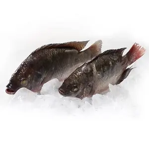 Vendita calda a buon mercato 45-100% N.W. Tilapia nera congelata prezzo all'ingrosso tutte le dimensioni 10kg Per cartone pesce congelato pesce Tilapia