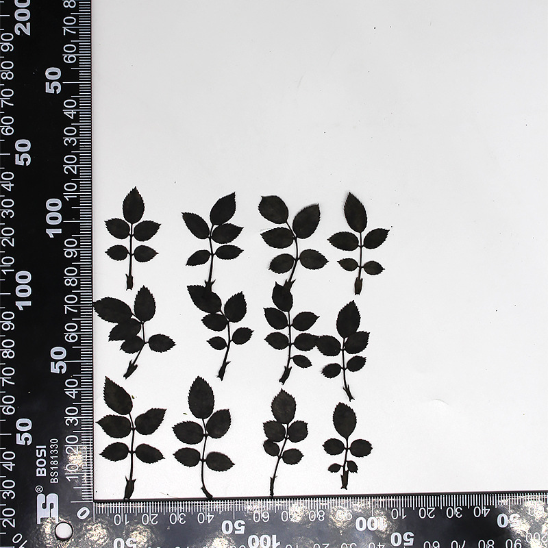 Feuille MH639-Black-Rose