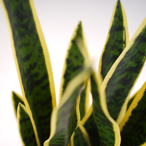 Hot Selling Small Potted <strong>Sansevieria</strong> Artificial Snake Plant 2m Plastic Faux Green Yellow Dongguan Factory for Office Birthday - Product Image 3
