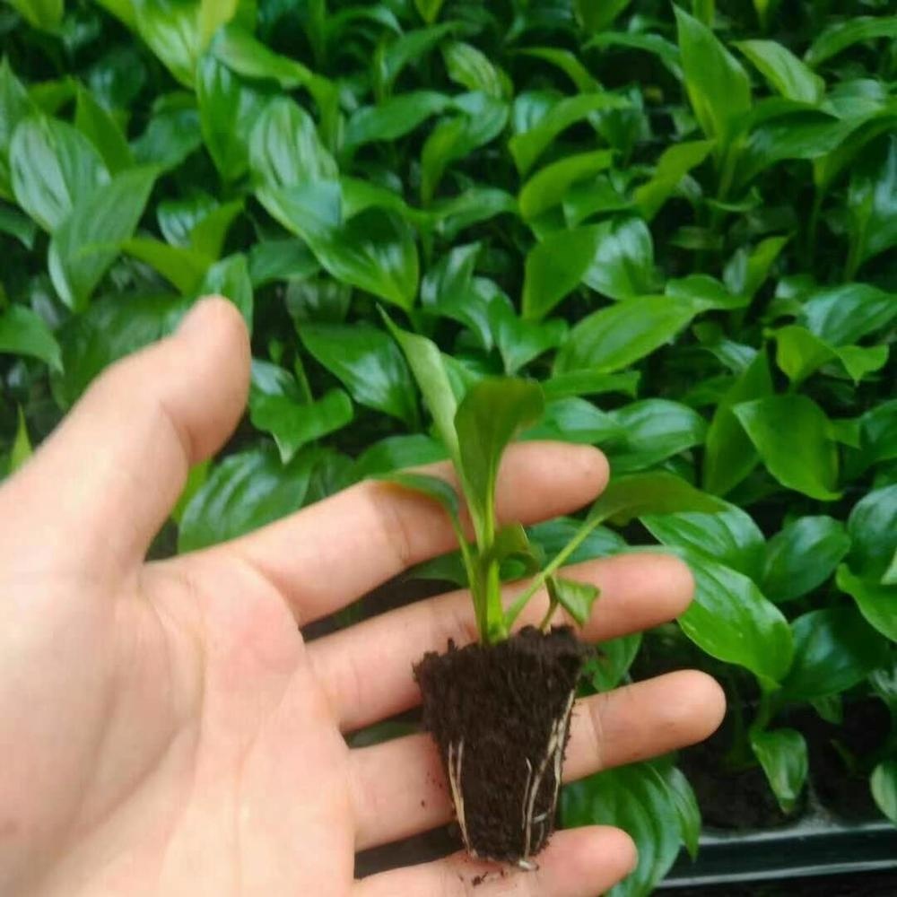 Тканевая культура рассады растения рассада королева белая пальма