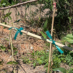 Ruban de ligature extérieur réutilisable 1''*150ft*6mil, le plus vendu, souple et durable, pour vignes et tomates - Product Image 6