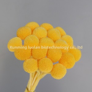 Fiori Preservati, Palline Dorate, Materiali Naturali per Decorazioni Floreali Fai-da-Te, Accessori, Vendita all'Ingrosso dalla Fabbrica Cinese - Product Image 5