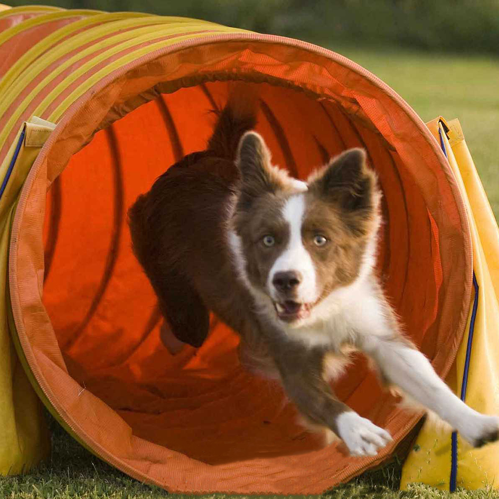 Catálogo de fabricantes de clases de entrenamiento de mascotas de