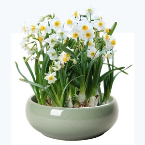 Planta Hidropónica de Hierba del Dinero de Cobre, Planta Hidropónica de Hierba del Dinero Dorada para Interiores, en Maceta, para Mesa de Salón, Fácil de Cultivar - Product Image 1