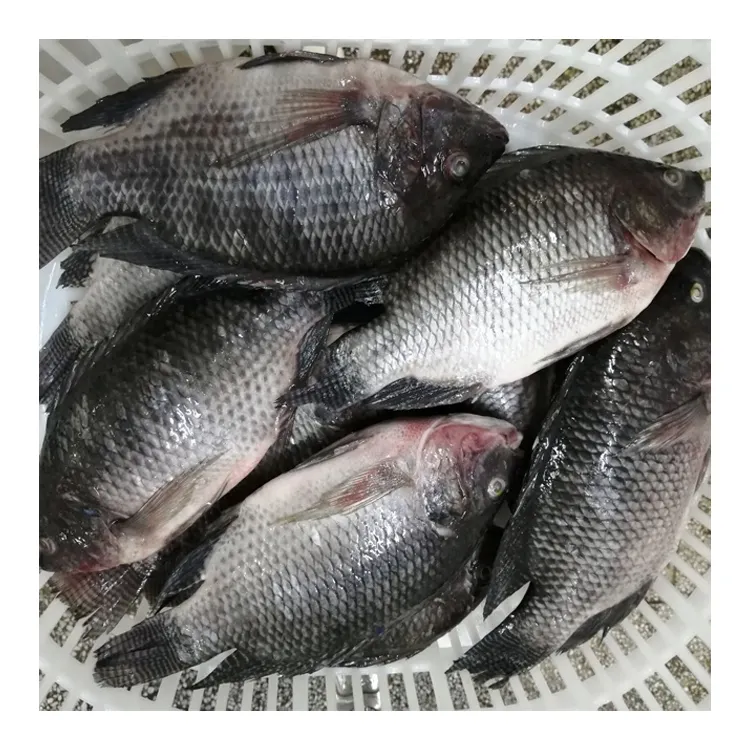 Оптовая продажа, Заводская свежая замороженная рыба Тилапия из Китая