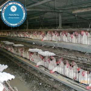 Gà Lồng Gà Coop Chocadeira De Ovos De Galinha Lồng Brooder Hen Trứng (Nhà Máy Quảng Châu) - Product Image 3