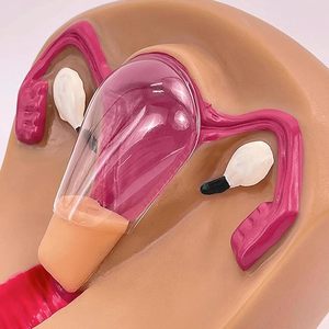 Ensino Modelo Feminino Dispositivo Contraceptivo Intrauterino e Modelo de Treinamento com Órgãos Removíveis para Aprendizagem Display Tool - Product Image 3