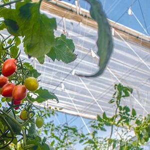 Invernadero comercial usado agrícola Oneone de un solo palmo en América - Product Image 6