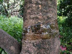 Pegamento de banda de árbol adhesivo de fusión en caliente Trampas para insectos ESTADO DE Gel de prevención de daños efectivo para <span class=keywords><strong>control</strong></span> de plagas de hormigas voladoras - Product Image 5