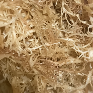 100% naturel algues Seamoss Eucheuma Cottonii avec sel séché mousse de mer de qualité supérieure origine Vietnam - Product Image 1