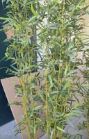 Bambou artificiel de 120-300 cm pour la décoration intérieure, grande plante en plastique en pot, simulation d'arbre, bambou à tige unique