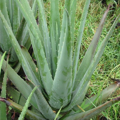 China Factory Offer Aloe Vera Gel 100% Pure Natural 100 Aloe Vera Gel for  Face