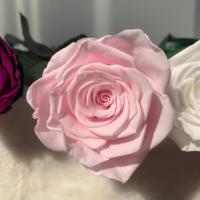 Lovebay Valentijnsdag Enkele Rozen Voor Altijd Roos Met Stengel Lange Stengel Eeuwige Echte Eeuwige Bewaarde Rozen Met Stengel