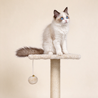 Menara Pohon Kucing 2 Tingkat dengan Tiang Garuk Sisal, Kondominium Kucing Berbahan Plush, dan Mainan Gantung untuk Kucing Kecil di Dalam Ruangan
