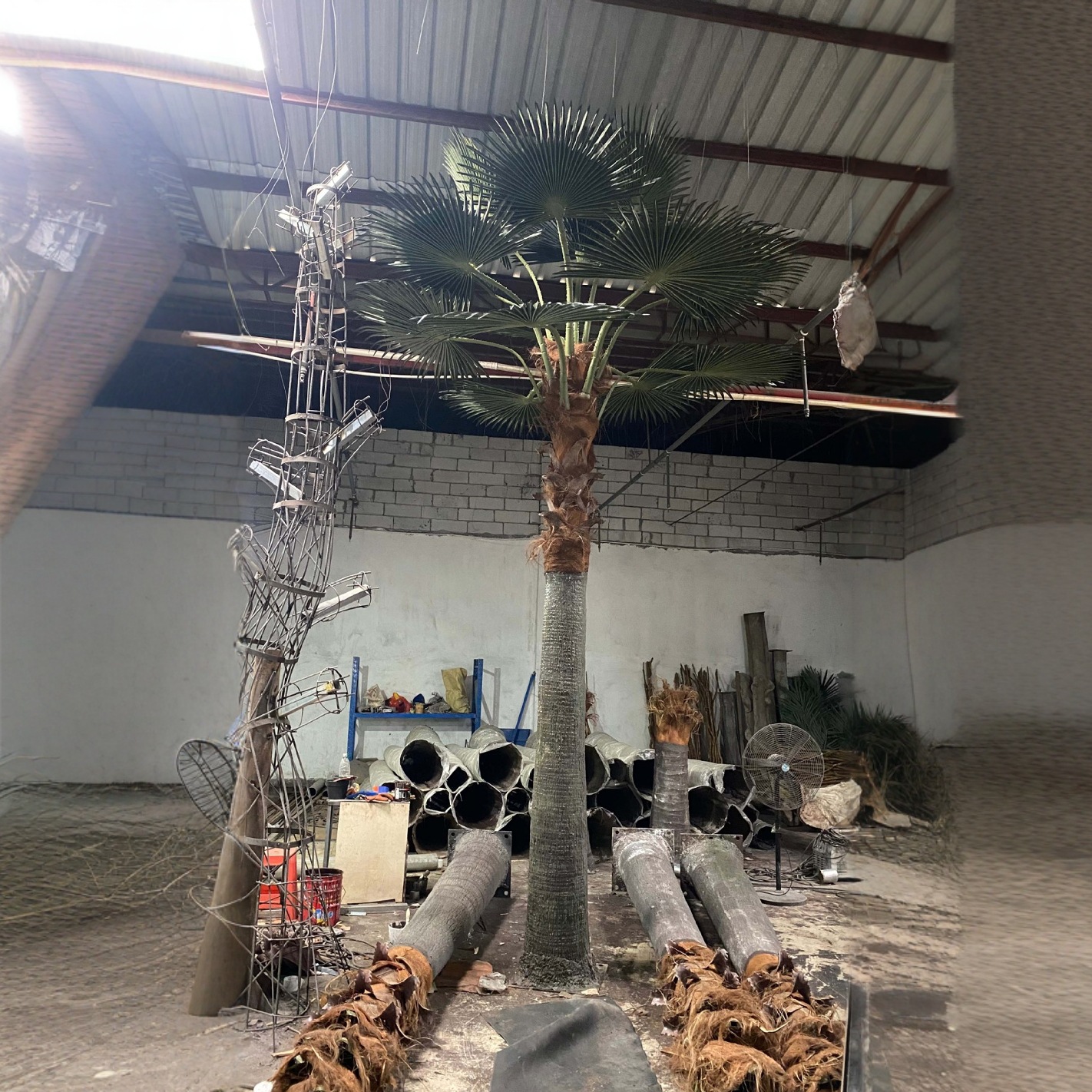 5m washington palm tree