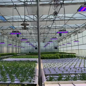 Sansi tanaman dalam ruangan hidroponik LED komersial spektrum penuh, 640W 800W 1000W efisiensi tinggi untuk tanaman medis