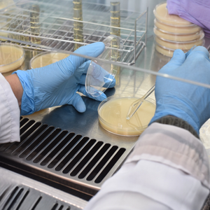 Lactiplantibacillus plantarum LMG 26655 THT 030707 Culture probiotique de qualité supérieure 10 400 UFC/g pour produits de santé alimentaires fermentés - Product Image 4