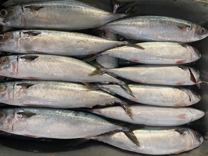 Emballage en vrac certifié HACCP de maquereau entier congelé de qualité supérieure pour la vente en gros de services alimentaires - Product Image 4