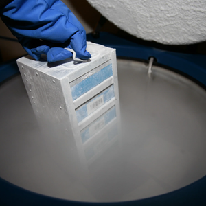 Biobanco YDD de eficiencia, contenedor de nitrógeno líquido para semen de animales, de 370L, con capacidad de - Product Image 4