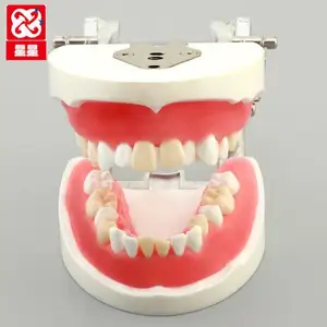 部分抽出トレーニング歯科モデル