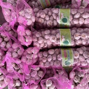 购买中国新作物新鲜白蒜从冷库，5千克/网袋，5.0厘米 - Product Image 2