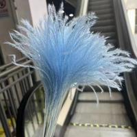 Großhandel: Boho-Trockenblumen, konserviertes Pampasgras, Phragmites, weiches Schilfgras für Thanksgiving, Ostern und Halloween Deko