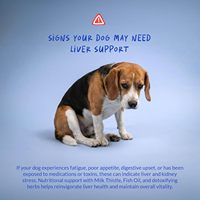 Complément nutritionnel OEM/ODM spécifique aux chiens pour le soutien du foie et des reins | Avec Silybin, Huile de Poisson, L-Arginine, Choline, Inositol